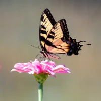 Butterfly Wallpaper