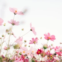 Cosmos Flower Wallpaper
