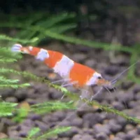 &#12450;&#12463;&#12450;&#12500;&#12463;&#12473;