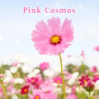 Pink Cosmos +HOME Theme