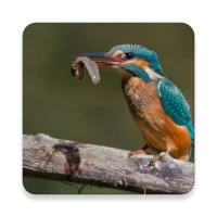 Birds Of Europe Guide