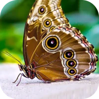 Butterfly Wallpaper 2025