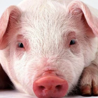 Mini domuz duvar kağıtları